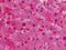 Lactate Dehydrogenase A antibody, orb137265, Biorbyt, Immunohistochemistry paraffin image 