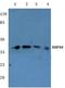 HDJ1 antibody, AP06173PU-N, Origene, Western Blot image 