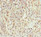 Cysteine Rich Hydrophobic Domain 2 antibody, LS-C675527, Lifespan Biosciences, Immunohistochemistry paraffin image 