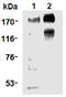 Phosphotyrosine antibody, ADI-KAM-TK150-F, Enzo Life Sciences, Western Blot image 
