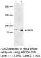 Fragile X mental retardation syndrome-related protein 2 antibody, NB300-259, Novus Biologicals, Western Blot image 
