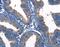 Gap Junction Protein Gamma 3 antibody, MBS2525717, MyBioSource, Immunohistochemistry frozen image 