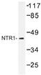 Neurotensin receptor type 1 antibody, AP01325PU-N, Origene, Western Blot image 