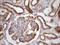 Bcl2 Modifying Factor antibody, LS-C340365, Lifespan Biosciences, Immunohistochemistry paraffin image 