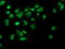 Decaprenyl-diphosphate synthase subunit 2 antibody, TA503975, Origene, Immunofluorescence image 