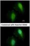 Histone Deacetylase 7 antibody, PA5-29937, Invitrogen Antibodies, Immunofluorescence image 