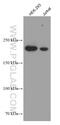 Kinase D-interacting substrate of 220 kDa antibody, 66748-1-Ig, Proteintech Group, Western Blot image 