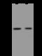 Neugrin, Neurite Outgrowth Associated antibody, 206216-T36, Sino Biological, Western Blot image 