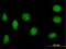 Nucleosome Assembly Protein 1 Like 2 antibody, H00004674-B01P, Novus Biologicals, Immunofluorescence image 