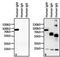 Human IgM antibody, MII0401, Invitrogen Antibodies, Western Blot image 