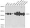 Malate dehydrogenase, cytoplasmic antibody, GTX64737, GeneTex, Western Blot image 