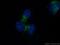 RAB1A, Member RAS Oncogene Family antibody, 11671-1-AP, Proteintech Group, Immunofluorescence image 