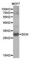 Decorin antibody, LS-C192752, Lifespan Biosciences, Western Blot image 