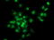 Gephyrin antibody, LS-C172534, Lifespan Biosciences, Immunofluorescence image 