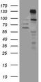 Zinc Finger Protein 217 antibody, LS-C791884, Lifespan Biosciences, Western Blot image 