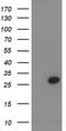 Phenylethanolamine N-Methyltransferase antibody, TA502849, Origene, Western Blot image 