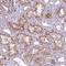 Probable crossover junction endonuclease EME2 antibody, HPA045770, Atlas Antibodies, Immunohistochemistry paraffin image 