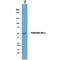 Frp antibody, AF1694, R&D Systems, Western Blot image 