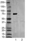 Bruton Tyrosine Kinase antibody, 14-9015-80, Invitrogen Antibodies, Western Blot image 
