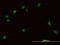 PBX Homeobox 1 antibody, LS-C133363, Lifespan Biosciences, Immunofluorescence image 
