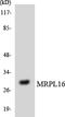 Mitochondrial Ribosomal Protein L16 antibody, LS-C200213, Lifespan Biosciences, Western Blot image 