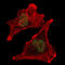 SH2 Domain Containing 2A antibody, orb318831, Biorbyt, Immunofluorescence image 