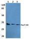 Fucosyltransferase 3 (Lewis Blood Group) antibody, A03774-1, Boster Biological Technology, Western Blot image 