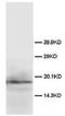Fibroblast Growth Factor 2 antibody, AP23263PU-N, Origene, Western Blot image 
