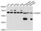 CREB/ATF BZIP Transcription Factor antibody, A3477, ABclonal Technology, Western Blot image 