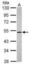 Meiosis 1 Associated Protein antibody, NBP2-15648, Novus Biologicals, Western Blot image 