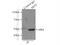 S-Phase Kinase Associated Protein 2 antibody, 15010-1-AP, Proteintech Group, Immunoprecipitation image 