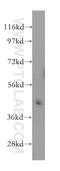 Pellino-1 antibody, 12053-1-AP, Proteintech Group, Western Blot image 