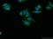 Methyltransferase Like 26 antibody, 20801-1-AP, Proteintech Group, Immunofluorescence image 