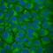 Wnt Family Member 5B antibody, MAB3006, R&D Systems, Immunocytochemistry image 