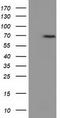 EPM2A Interacting Protein 1 antibody, LS-C115692, Lifespan Biosciences, Western Blot image 