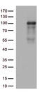 Disintegrin and metalloproteinase domain-containing protein 28 antibody, TA812686, Origene, Western Blot image 