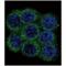 Neuroendocrine convertase 2 antibody, ENZ-ABS269-0100, Enzo Life Sciences, Immunofluorescence image 