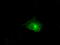 Claudin 5 antibody, LS-C114915, Lifespan Biosciences, Immunofluorescence image 