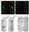 PPIP5K1 antibody, NBP1-89693, Novus Biologicals, Western Blot image 