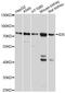 Iduronate 2-Sulfatase antibody, A1857, ABclonal Technology, Western Blot image 