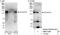 Zinc Finger CCHC-Type Containing 14 antibody, NBP1-71852, Novus Biologicals, Western Blot image 