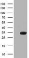 DNA excision repair protein ERCC-1 antibody, LS-C115671, Lifespan Biosciences, Western Blot image 