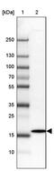 Derlin 2 antibody, PA5-61845, Invitrogen Antibodies, Western Blot image 