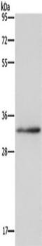 Claudin 23 antibody, TA349284, Origene, Western Blot image 