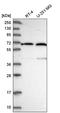 UTP15 Small Subunit Processome Component antibody, NBP2-58570, Novus Biologicals, Western Blot image 