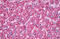 Superoxide Dismutase 2 antibody, MBS244470, MyBioSource, Immunohistochemistry frozen image 