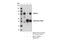 Histone acetyltransferase MYST2 antibody, 58418S, Cell Signaling Technology, Immunoprecipitation image 