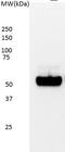 p53 antibody, GTX75255, GeneTex, Western Blot image 