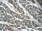 Vesicle Associated Membrane Protein 3 antibody, 10702-1-AP, Proteintech Group, Immunohistochemistry frozen image 