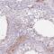 Sperm Associated Antigen 4 antibody, NBP2-13367, Novus Biologicals, Immunohistochemistry frozen image 